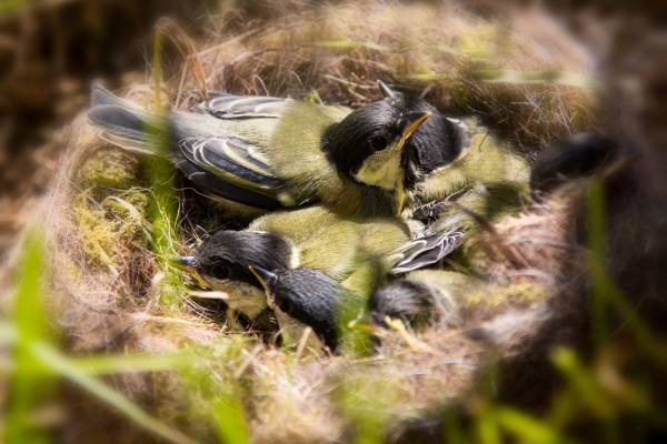 Mother blue tit with chicks